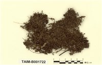 藏品(羽蘚)的圖片